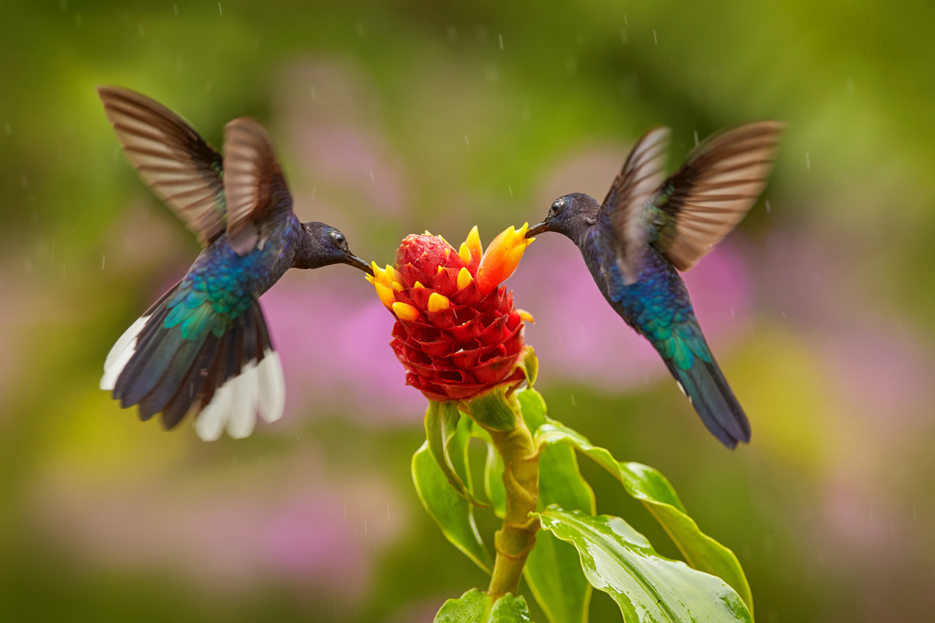 Kostarika - kolibříci v pralese