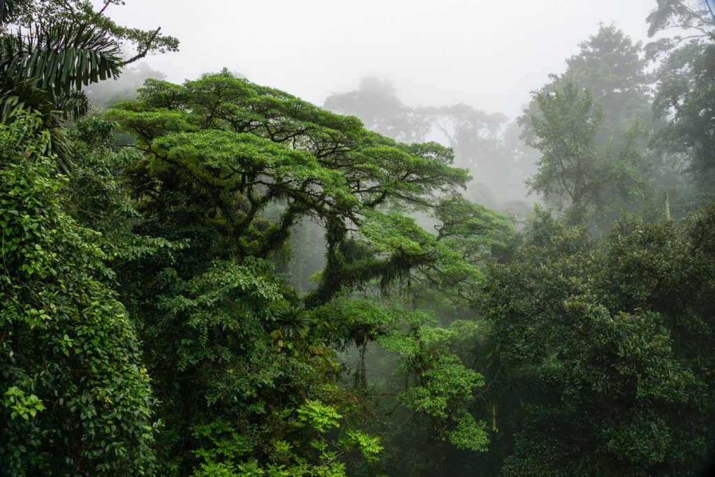 Kostarika prales - Mlžný les v rezervaci Monteverde