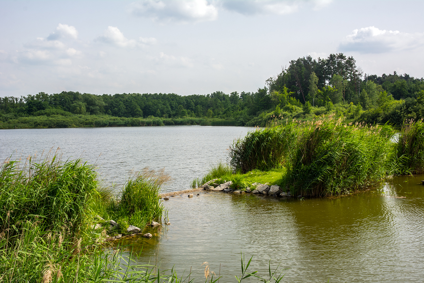 Máchovo jezero - pohled na příbřežní porosty travin a rákosu