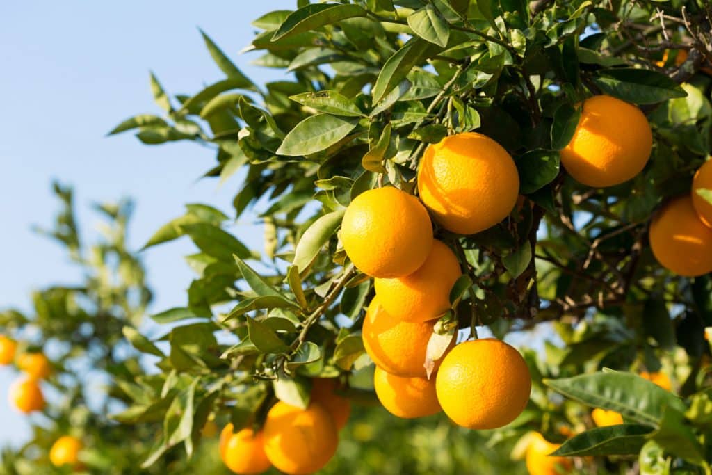 Provincie Valencie - pěstování pomerančů