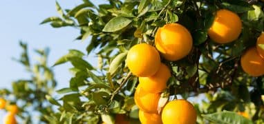 Provincie Valencie - pěstování pomerančů