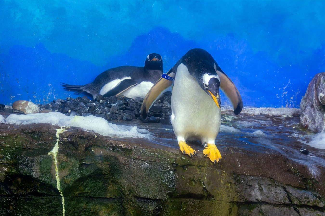 Zahrada Turia - tučňák oslí