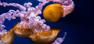 Zahrada Turia - medúza talířovka Chrysaora fuscescens