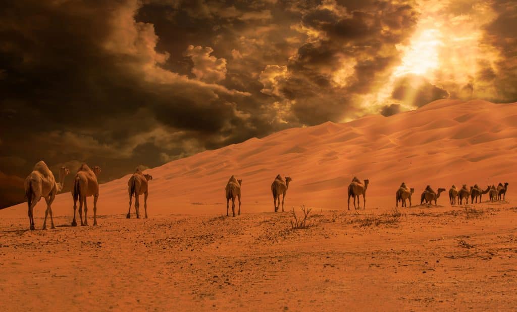Spojené arabské emiráty - velbloudi na poušti