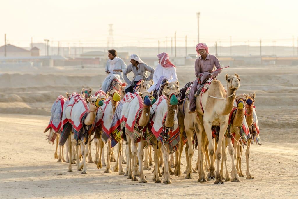 Beduíni (Spojené arabské emiráty) - beduíni trénují na velbloudí dostihy