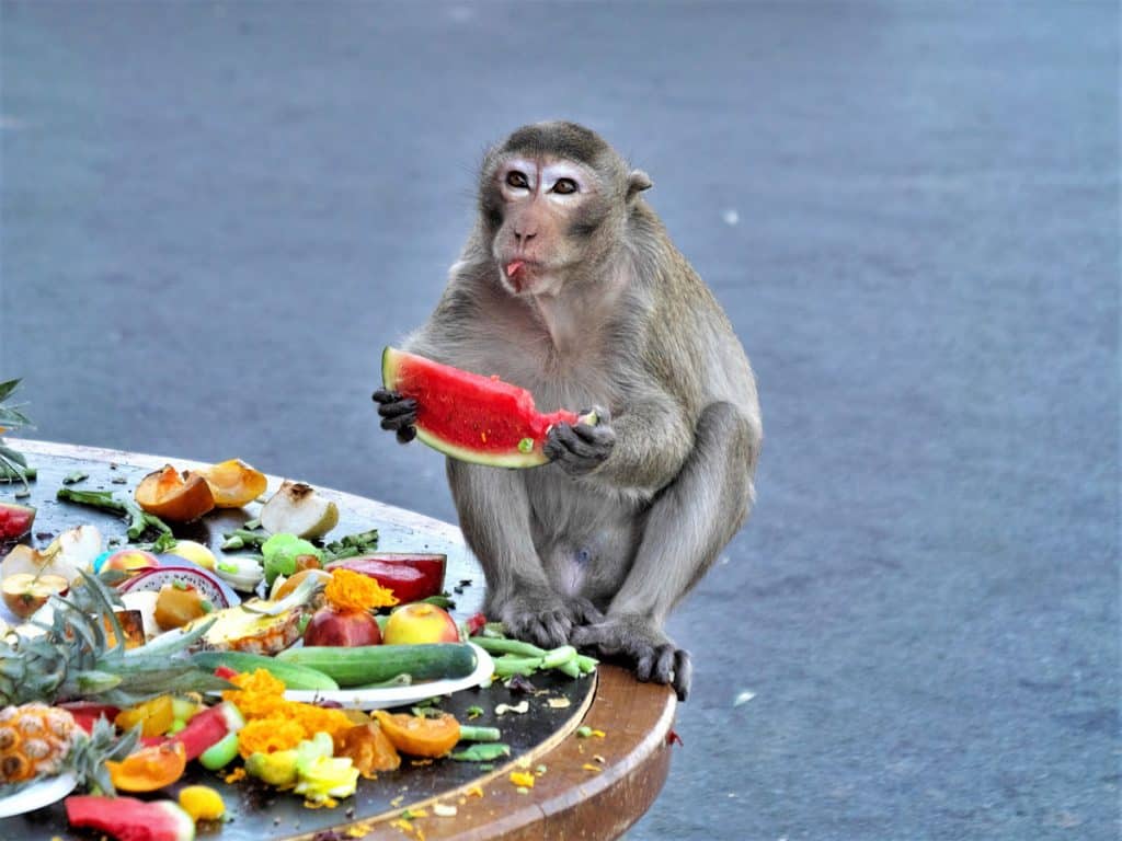 Lopburi - opice s melounem při festivalu opic