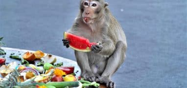 Lopburi - opice s melounem při festivalu opic