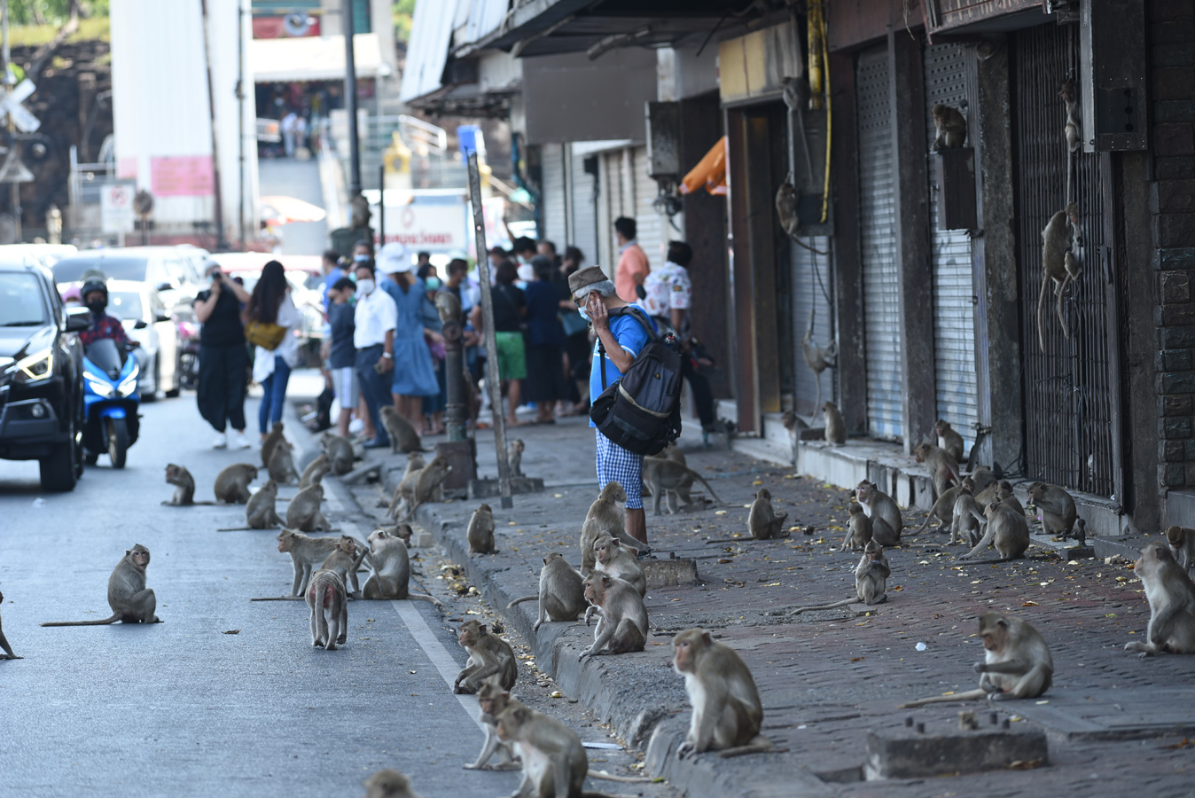 Lopburi - tlupy opic v ulicích