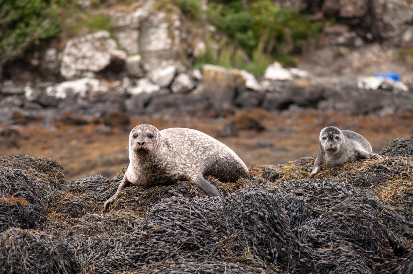 Ostrov Skye - tuleň obecný s mládětem