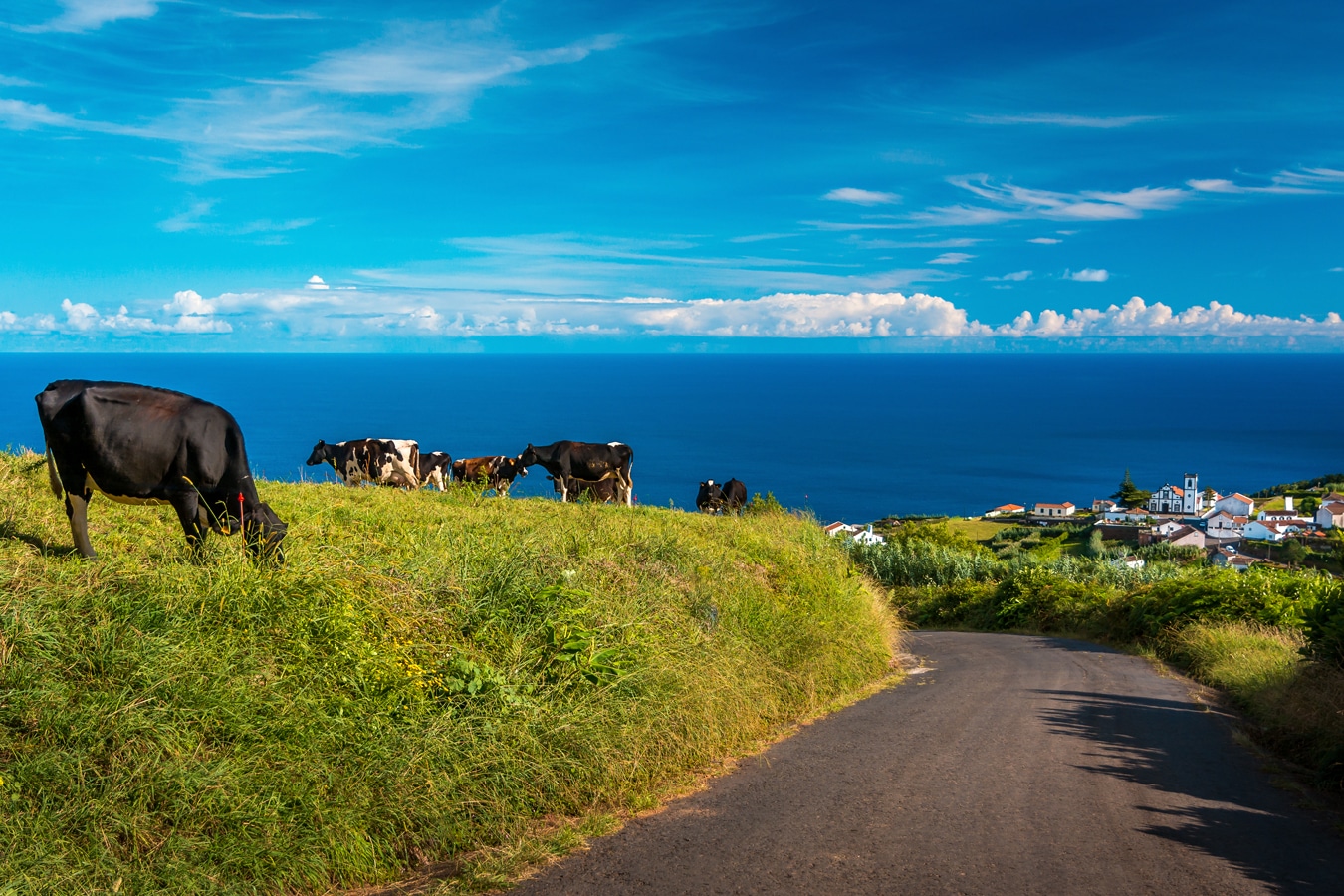 São Miguel - Krávy jsou na ostrově São Miguel téměř všudypřítomné