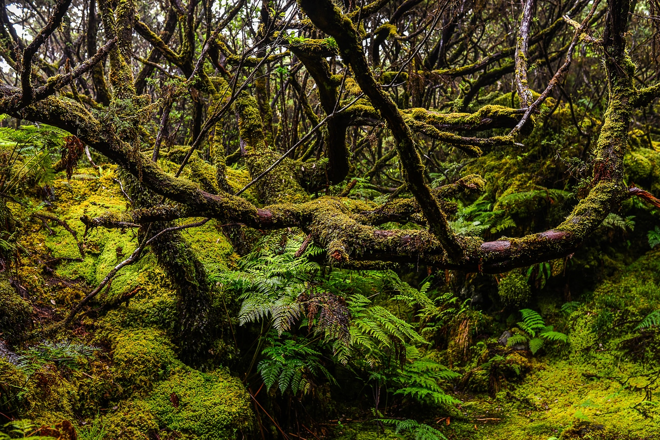 Terceira - vařínový les