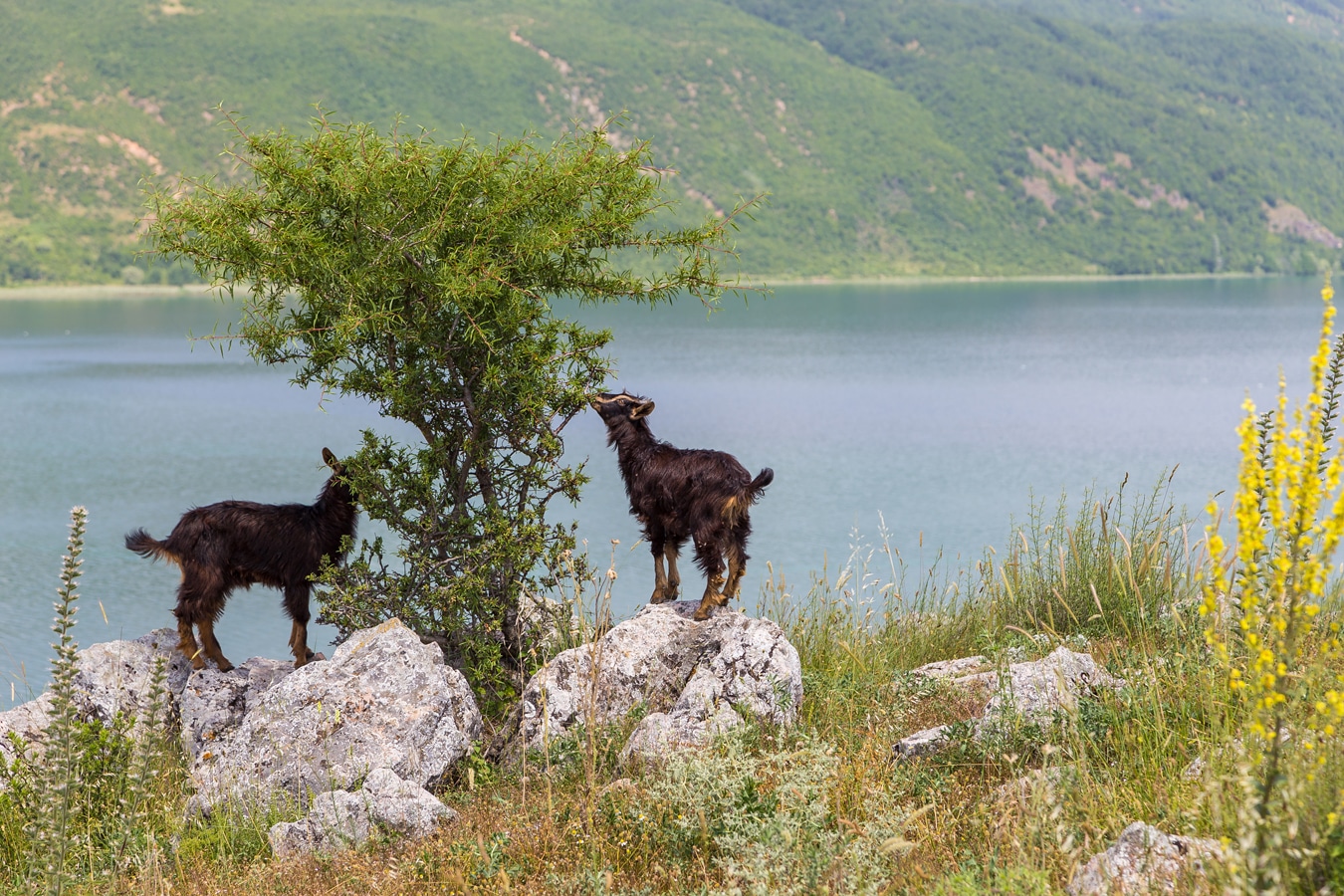 Východní Albánie - kozy u Ochridského jezera