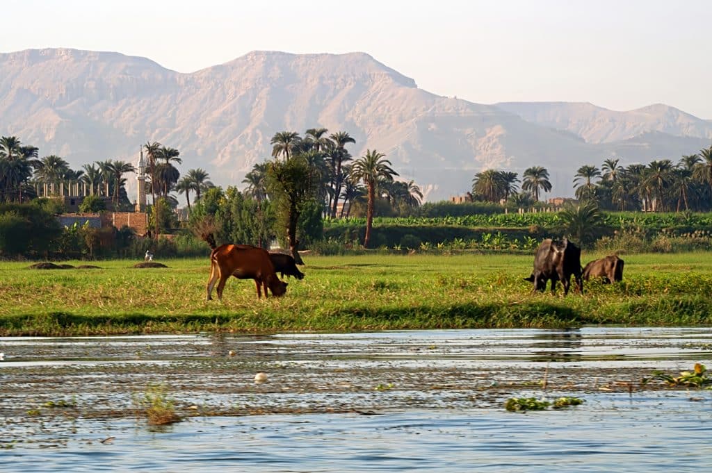 Řeka Nil - pastviny podél řeky v Horním Egyptě