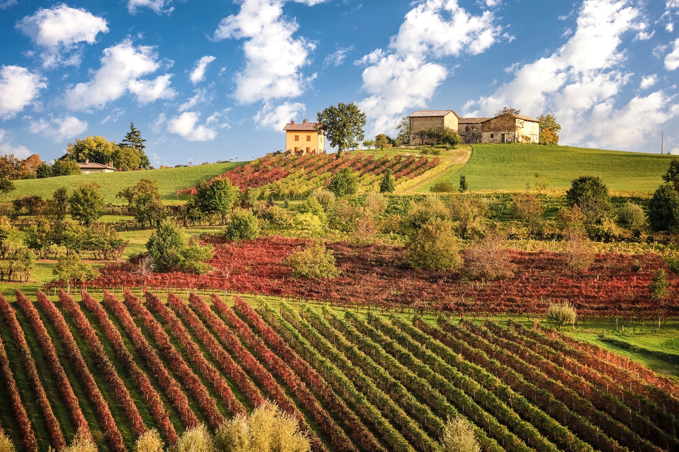 Kuchyně Emilia-Romagna - vinice u Castelvetra, na nichž je vysazena odrůda Lambrusc