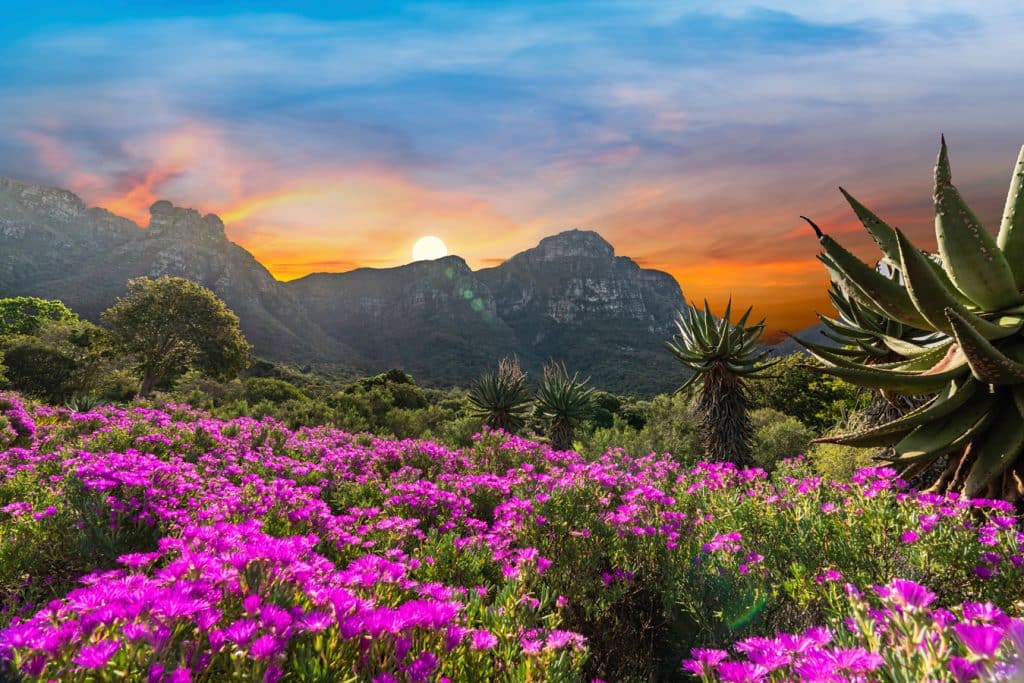 Flóra Kapska - národní botanická zahrada Kirstenbosch