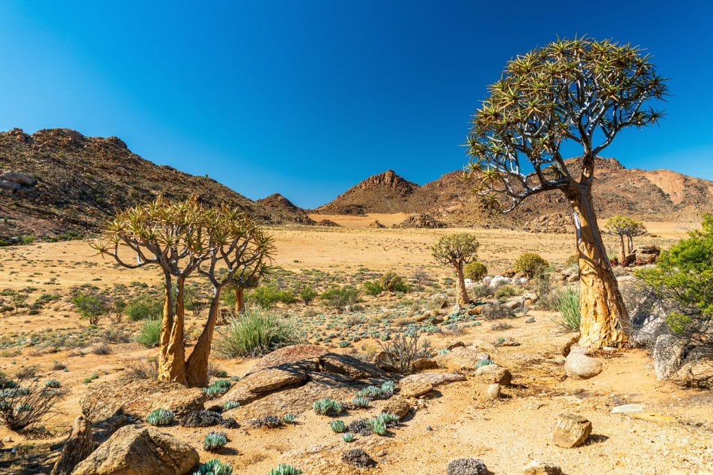 Jihoafrická republika - Aridní krajina Namaqualand s aloe rozsochatá