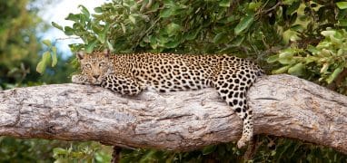 Krugerův národní park - levhart odpočívající na větvi