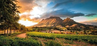 Jihoafrické víno - Vinice u Stellenbosche pod horou Simonsberg