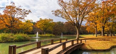 Tokio - podzim v Parku Jojogi