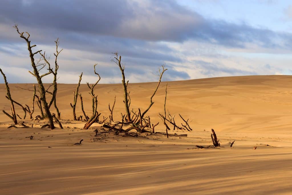 Stromy zasypané pohybem písku