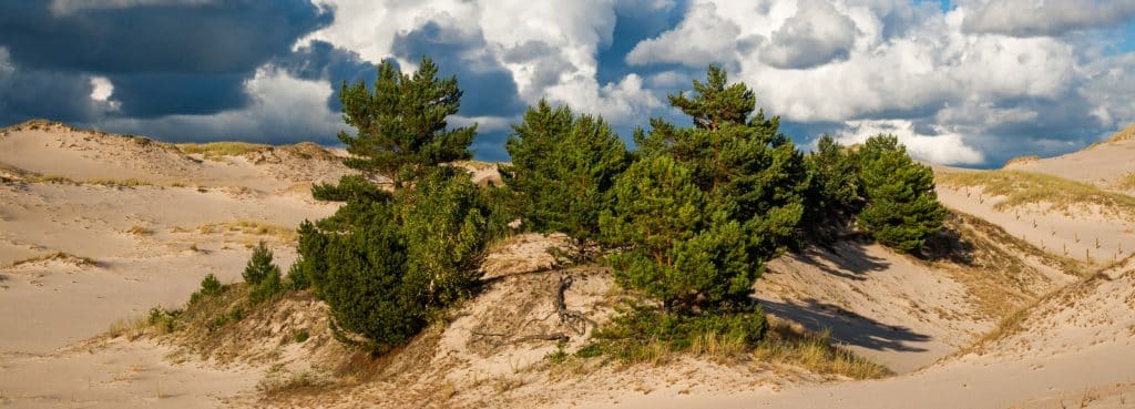 Písečné duny s borovicemi v Pomořansku