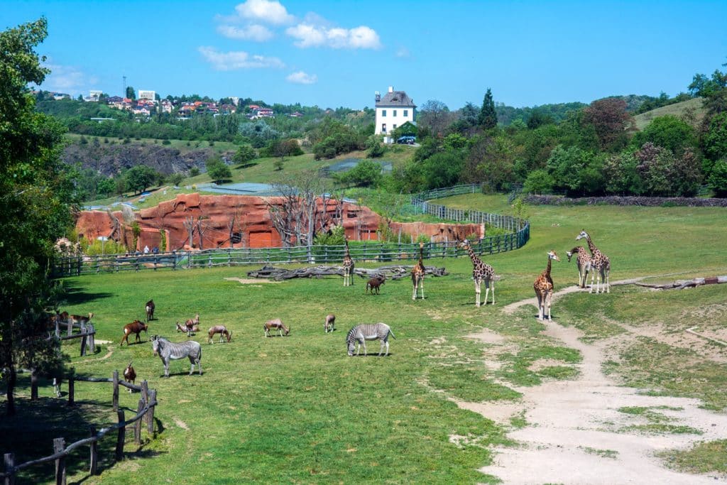 Pražská zoo - pohled do výběhu u Afrického domu