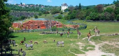 Pražská zoo - pohled do výběhu u Afrického domu