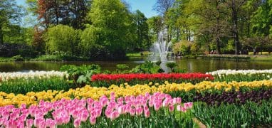 Keukenhof - pohled na rozkvetlé záhony s rybníkem a vodotryskem