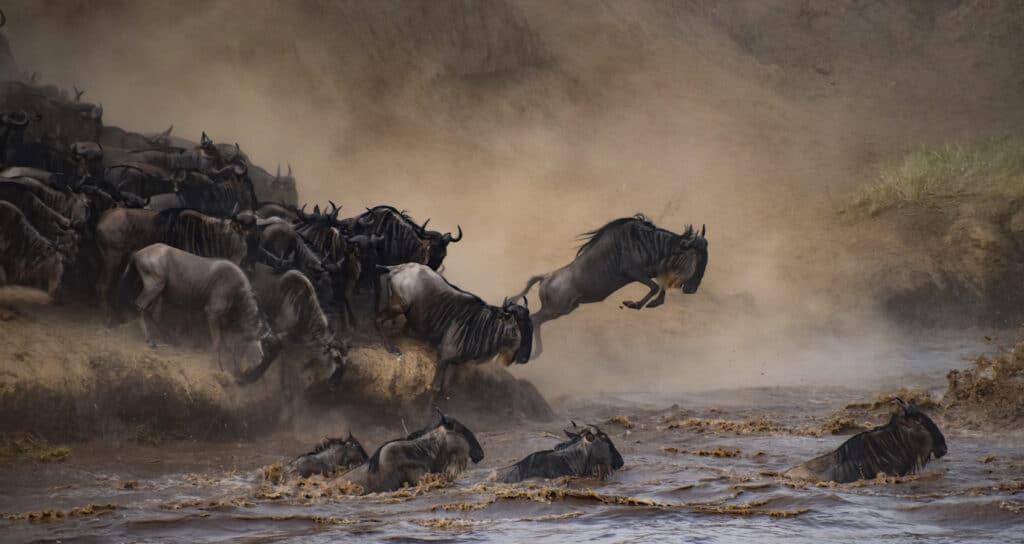 Rezervace Masai Mara - zvířata překonávají vodní plochu během tzv. "Velké migrace"