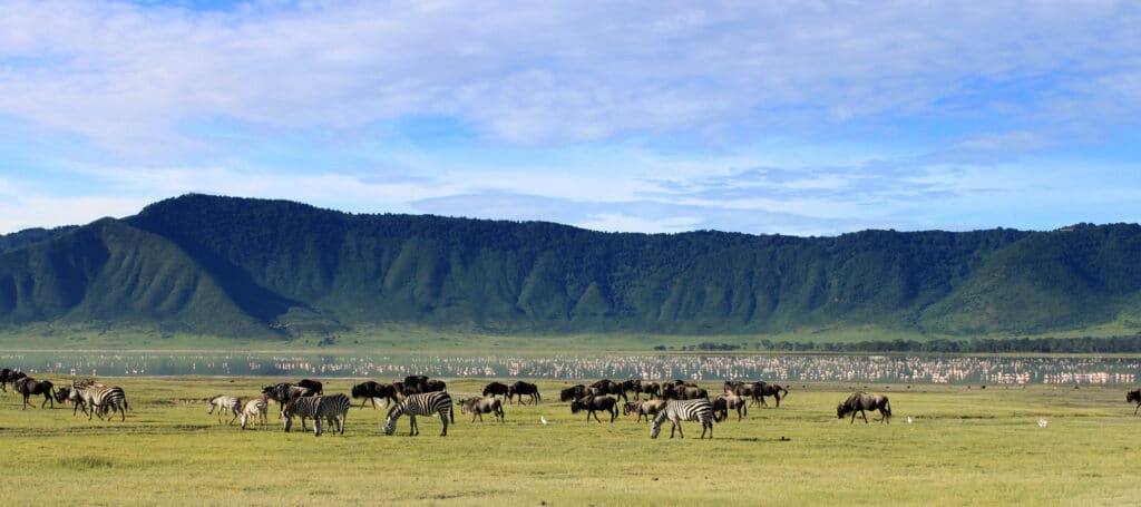 Stáda zvířat u jezera v Ngorongoro