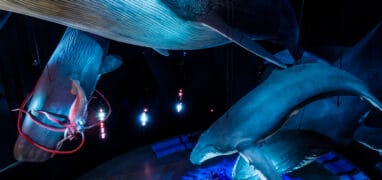 Oceanum ve Stralsundu - monumentální instalace Mořští obři