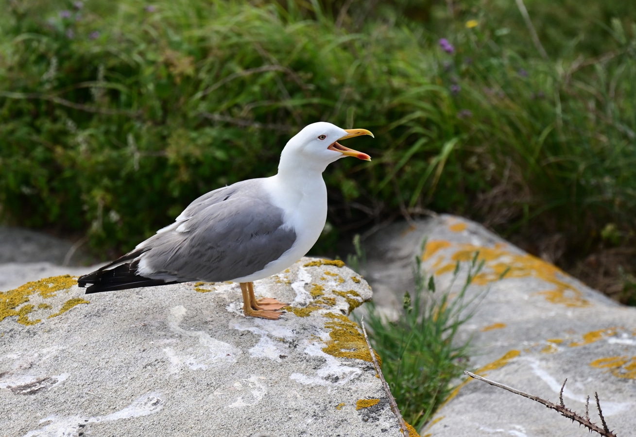 Racek středomořský
