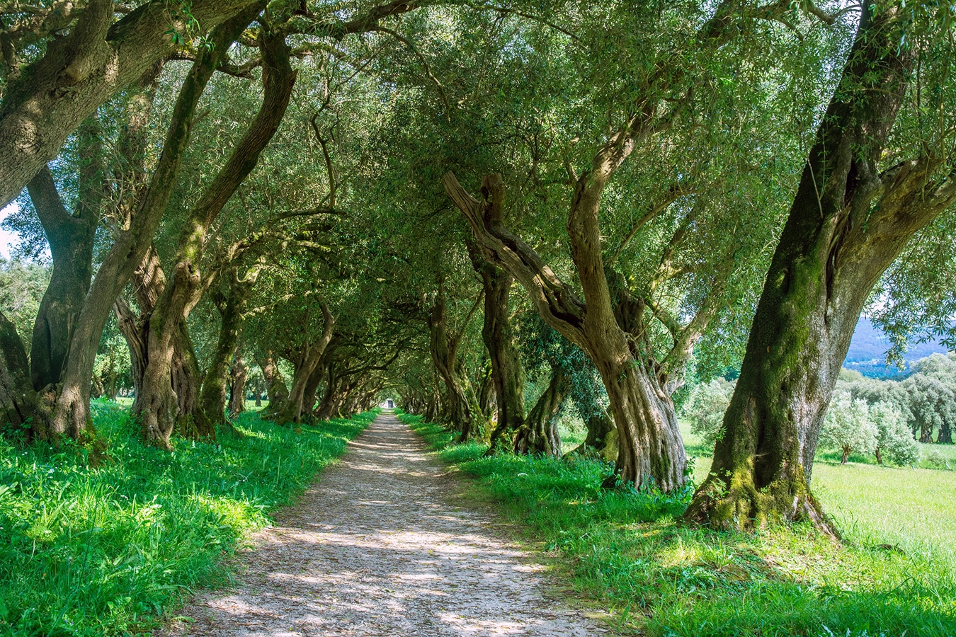 K nejfotografovanějším místům v parku u Pazo de Santa Cruz de Ribadulla patří alej starých olivovníků