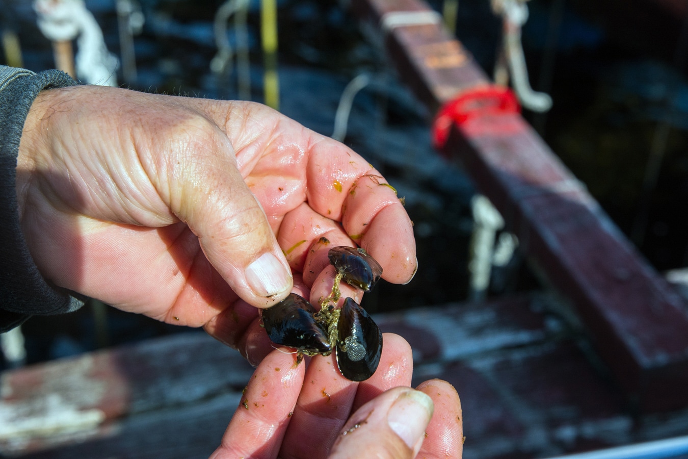 Mladé slávky asi čtyři měsíce po zavěšení na plošinu