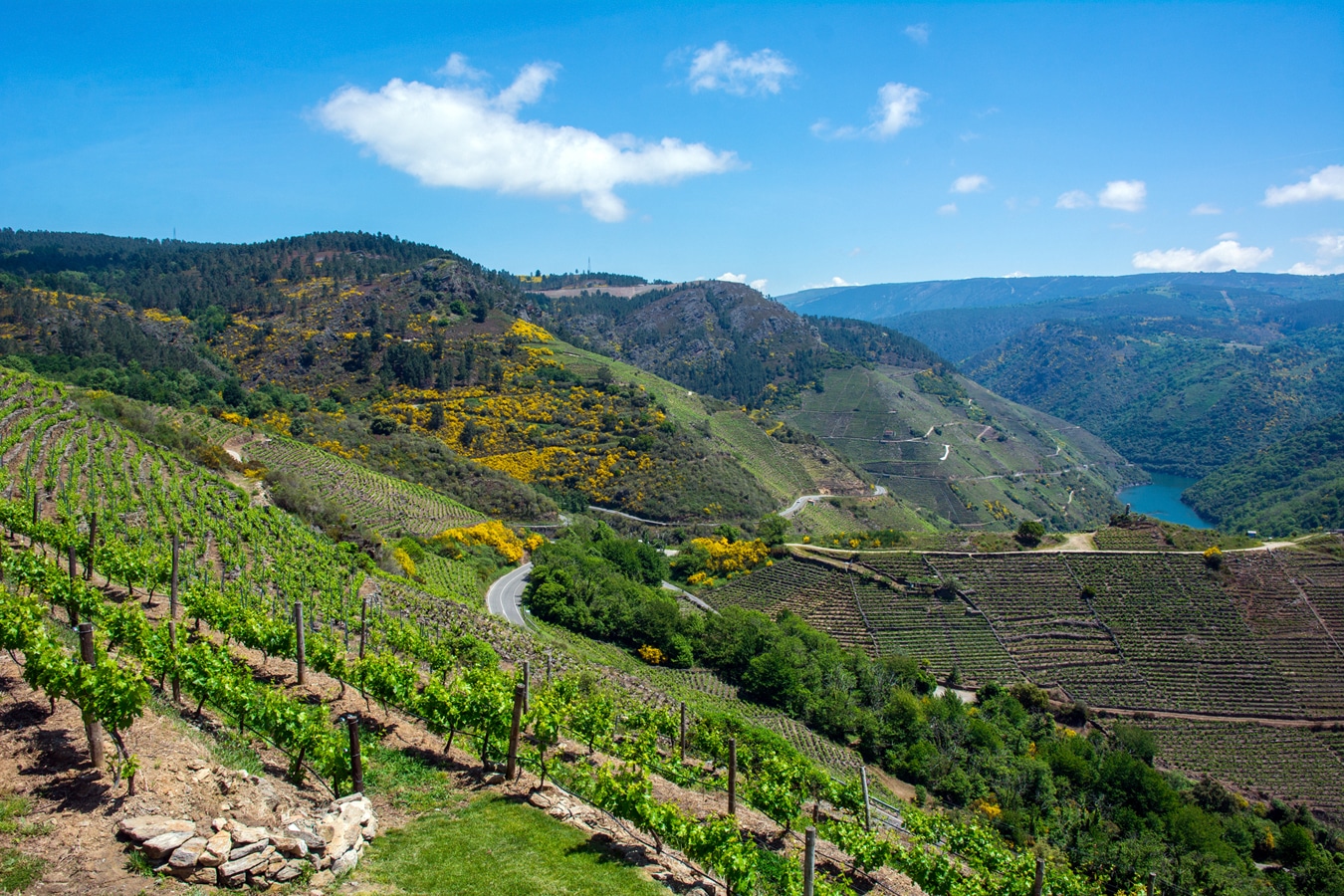 Strmé vinice na svazích kaňonu řeky Sil v Galicii