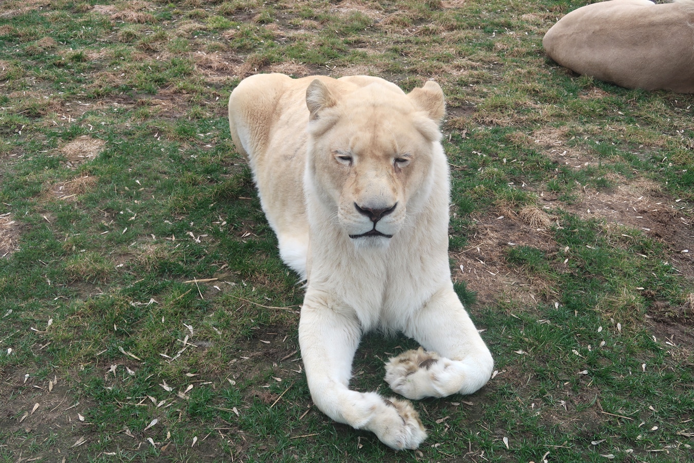 Ležící bílá lvice v zoo Borysew