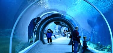26 m dlouhý tunel vedoucí hlavní oceánskou nádrží v Orientariu lodžské zoo