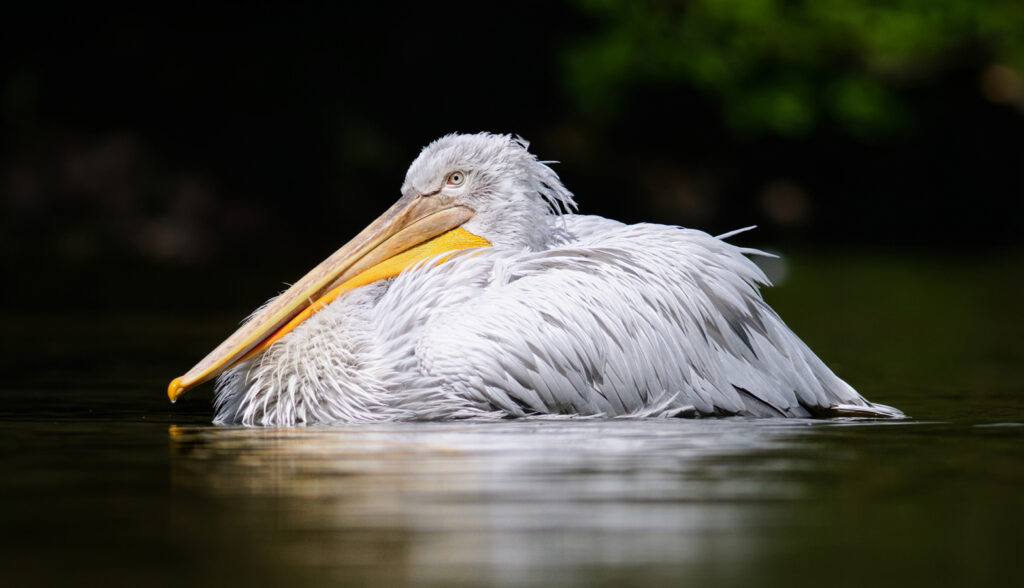 Zoopark Chomutov - pelikán kadeřavý