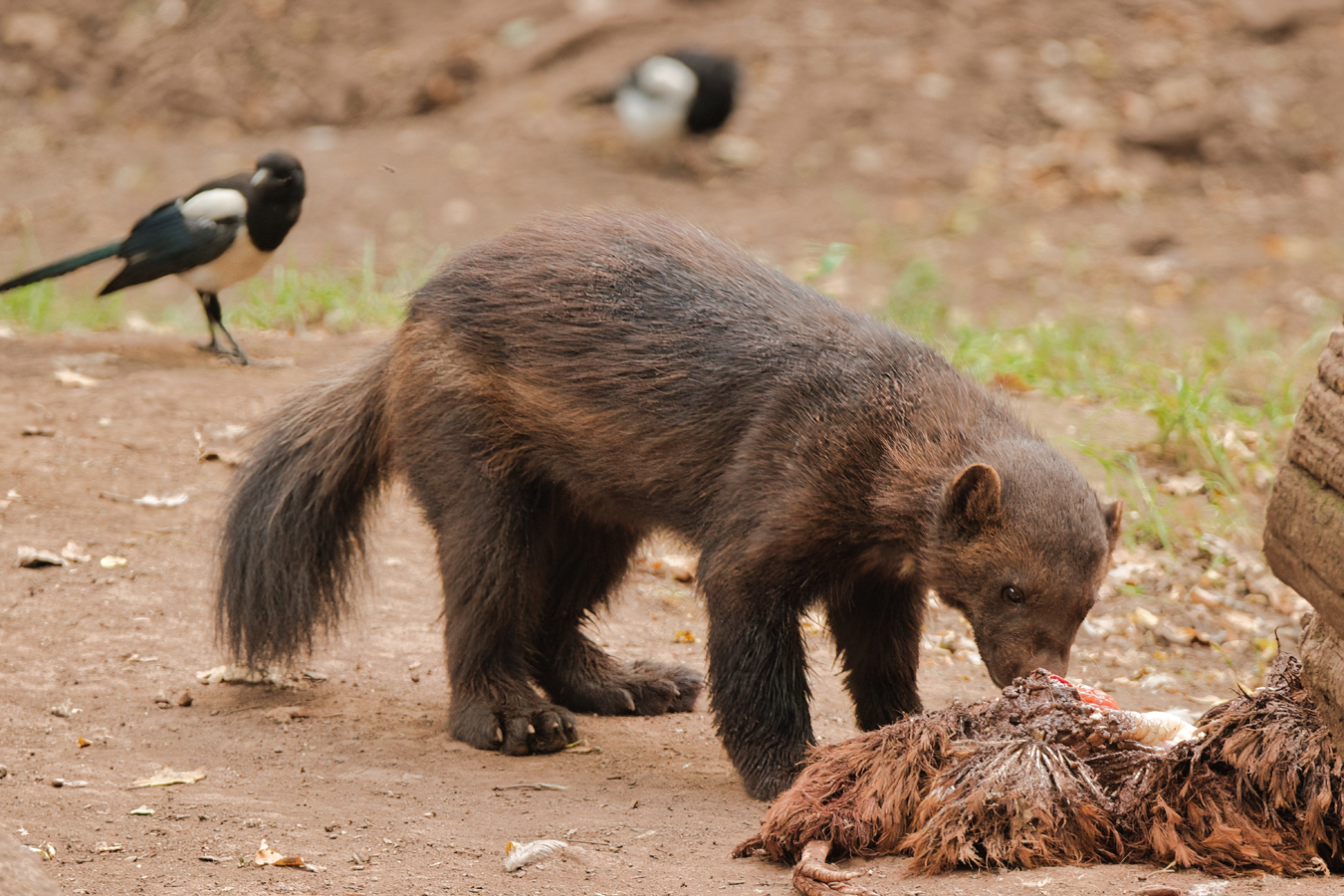 Zoopark Chomutov - rosomák
