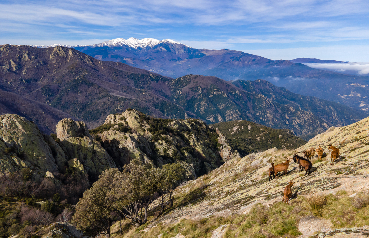 Kozorožci iberijští ve francouzských Pyrenejích